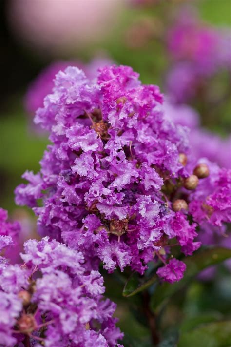 The Magic of Lagerstroemia: Exploring the Different Varieties of Purple Magic